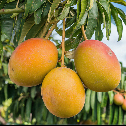 Black and Rose Mango Live Plant