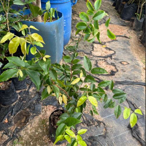 Jaboticaba Green Crystal Fruit  Live Plant