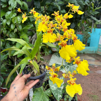 Oncidium Yellow (Dancing Doll Orchid) Live Plant