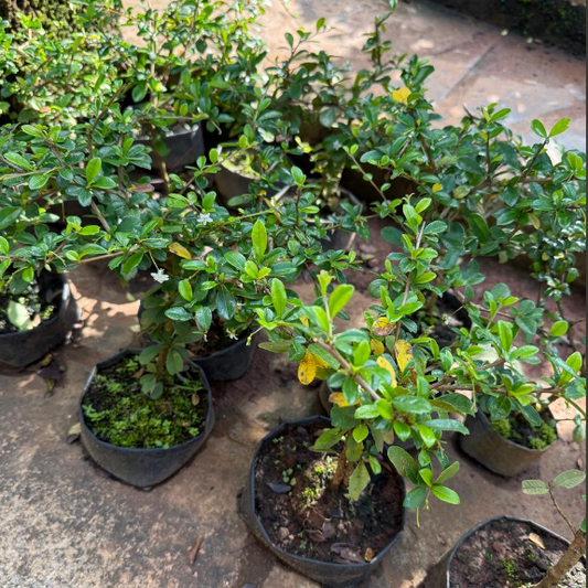 Malpighia Bonsai Plant