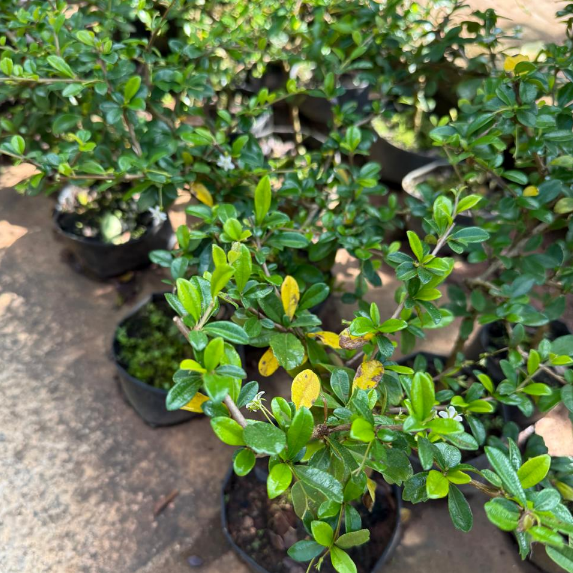 Malpighia Bonsai Plant