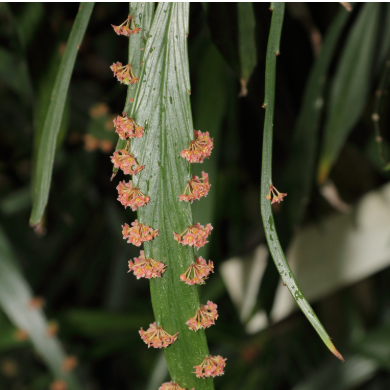 Phyllanthus Angustifolius Live Plant