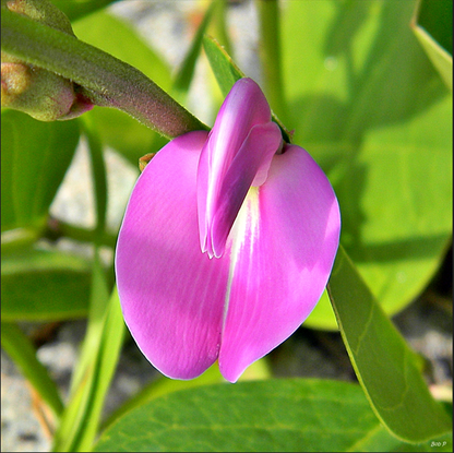 Canavalia rosea All Time Flowering Live Plant