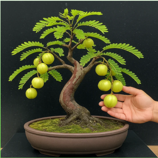 Gooseberry Tree Bonsai Indoor Live Plant