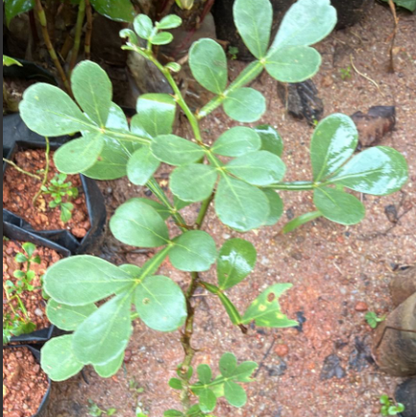 5  Leaves  (Panchapatra) Bael (Wood apple) Rare Grafted Live Plant