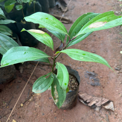 Indian Bay Leaf - Vayana- Aromatic Medicinal Live Plant