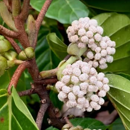 White Poikilospermum Suaveolens – Highly Fragrant Live Plant