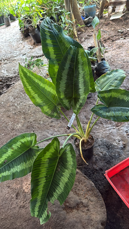 Schismatoglottis wallichii indoor live plant