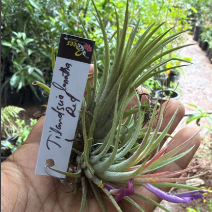 Tillandsia Ionantha Red Blooming Size (Air Plant)