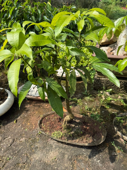 Thailand  Mango Bonsai Tree  Live Plant