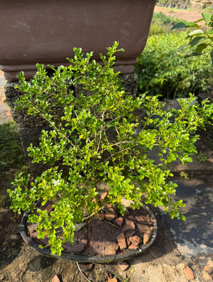 Dwarf kamini /Muraya  Bonsai Tree  Live Plant