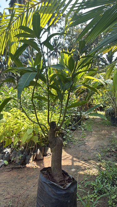 Thailand  Mango Bonsai Tree  Live Plant