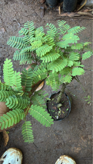 Tamarind Tree Bonsai (Tamarindus Indica) Indoor Live Plant