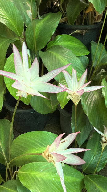 Calathea Loeseneri Live Plant