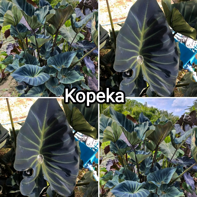 Colocasia Kopeka – Rare Exotic Elephant Ear Plant