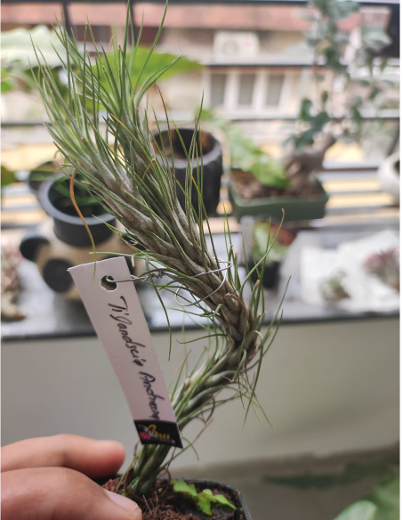 Tillandsia andreana Rare Air Plant