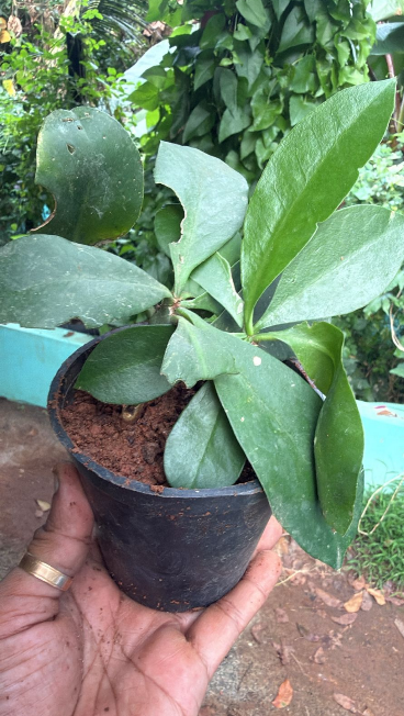 Wax Rose Pink (Rhodocactus grandifolius) Rare Flowering Live Plant