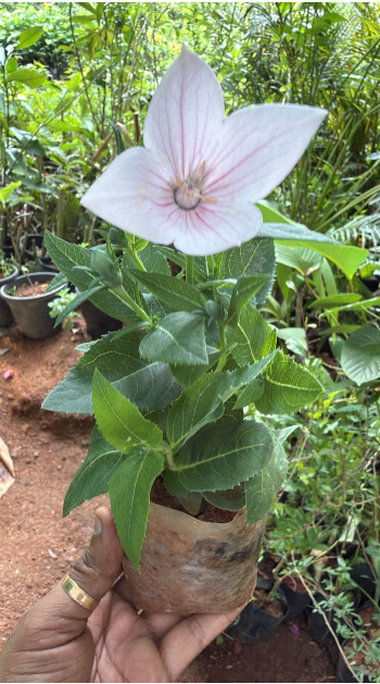 Balloon Plant Pink – Rare & Attractive Flowering Plant