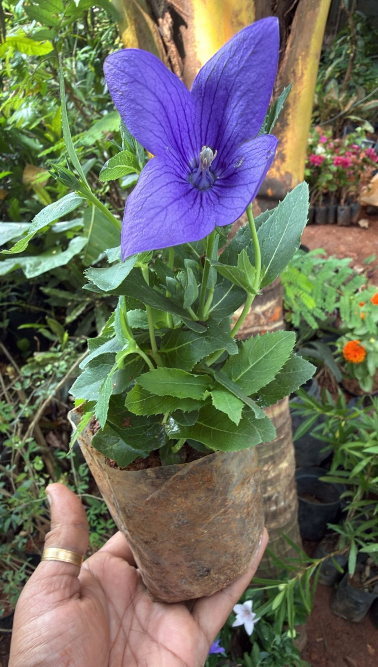 Balloon Plant violet – Rare & Attractive Flowering Plant