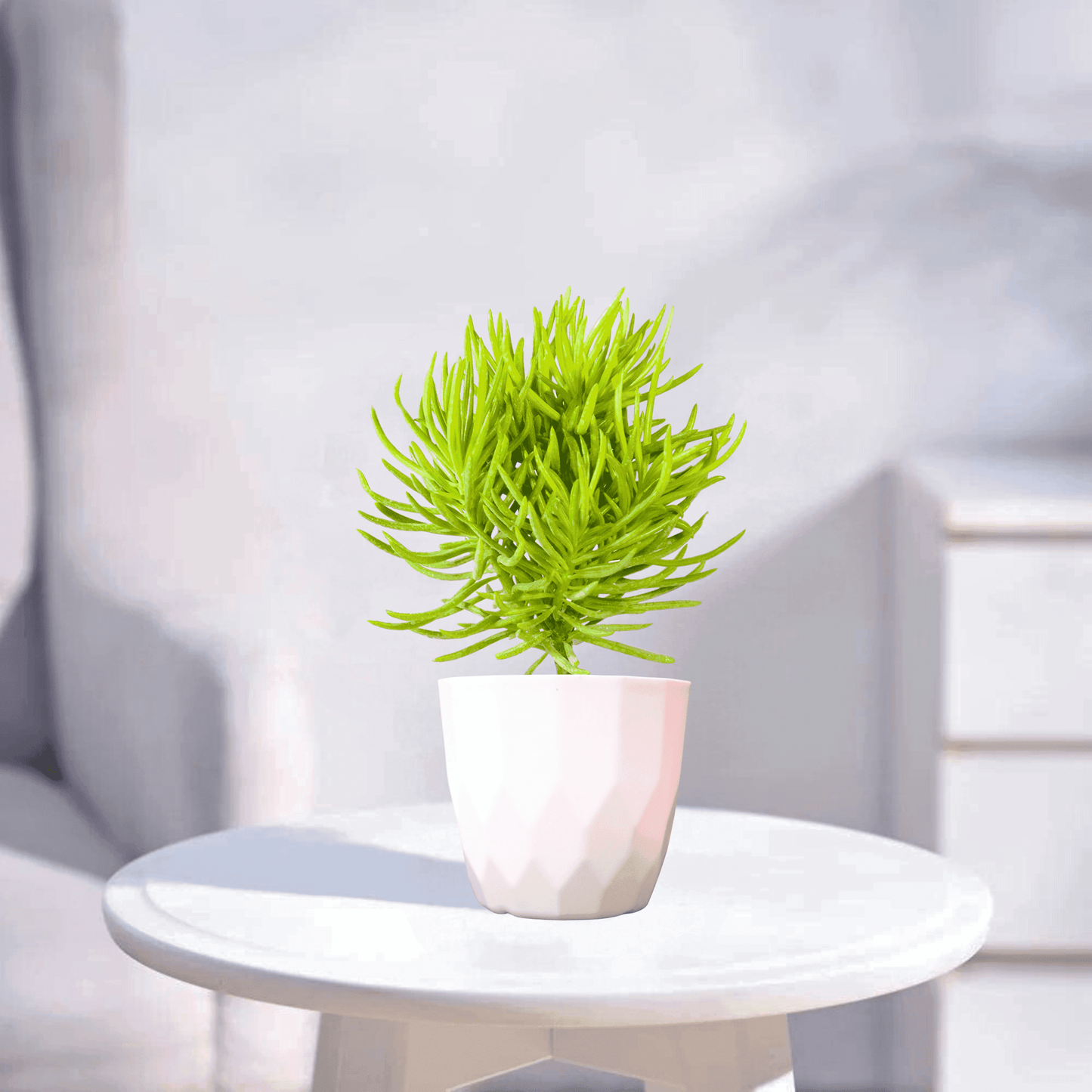Senecio Barbertonicus | Succulent Plant