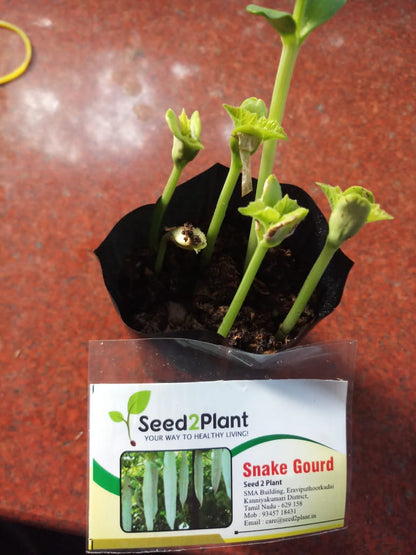 Organic Snake Gourd Seeds - Open Pollinated
