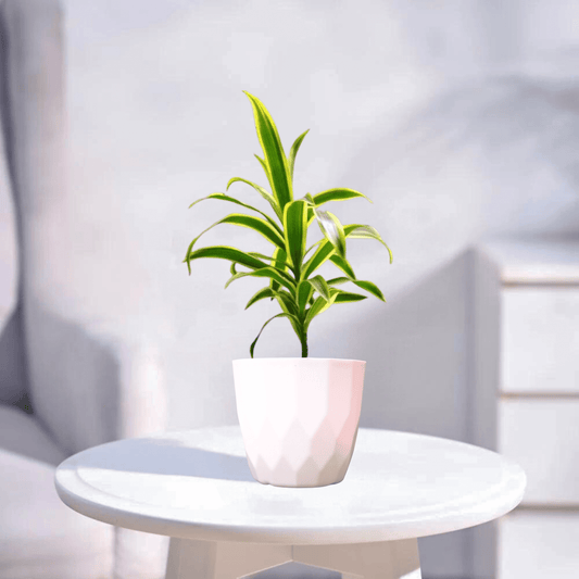 Song of India | Indoor Plant