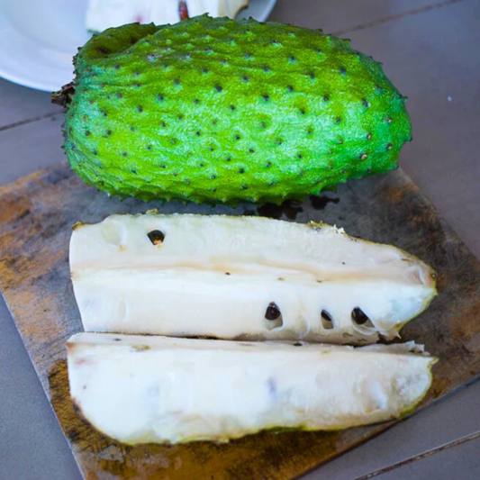Soursop (Annona Muricata) Fruit Live Plant