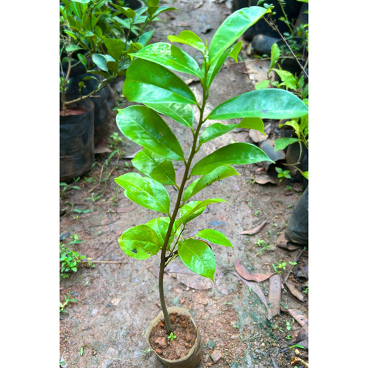 Soursop (Annona Muricata) Fruit Live Plant