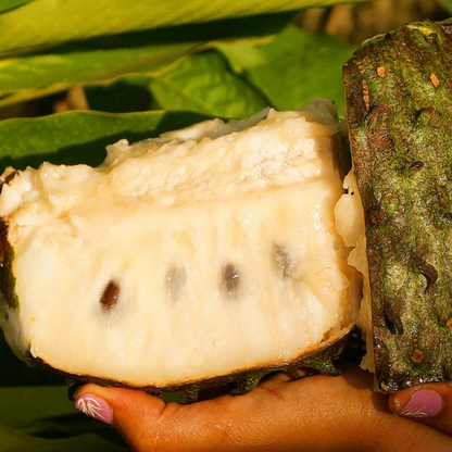 Soursop (Annona Muricata) Fruit Live Plant