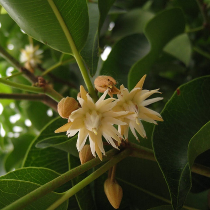 Spanish Cherry / Elanji (Maulsari) Rare Flowering / Medicinal Live Plant