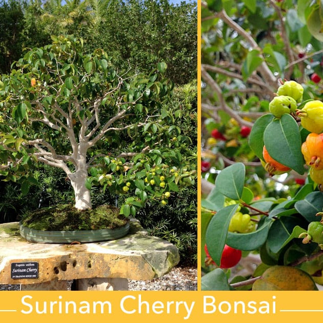 Surinam cherry  Bonsai Tree  Live Plant