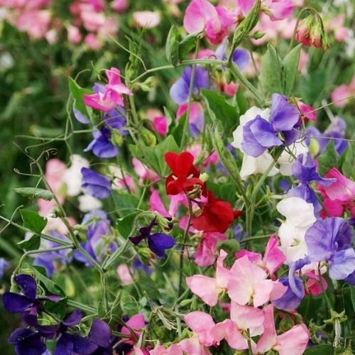 Sweet Pea Choice Mix Seeds