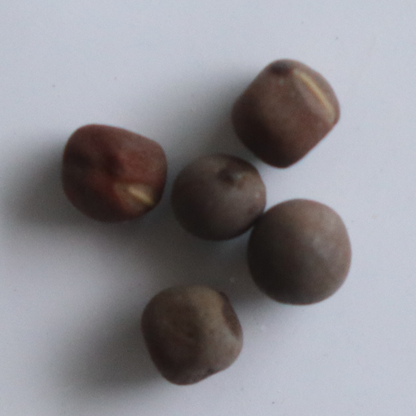 Sweet Pea Choice Mix Seeds