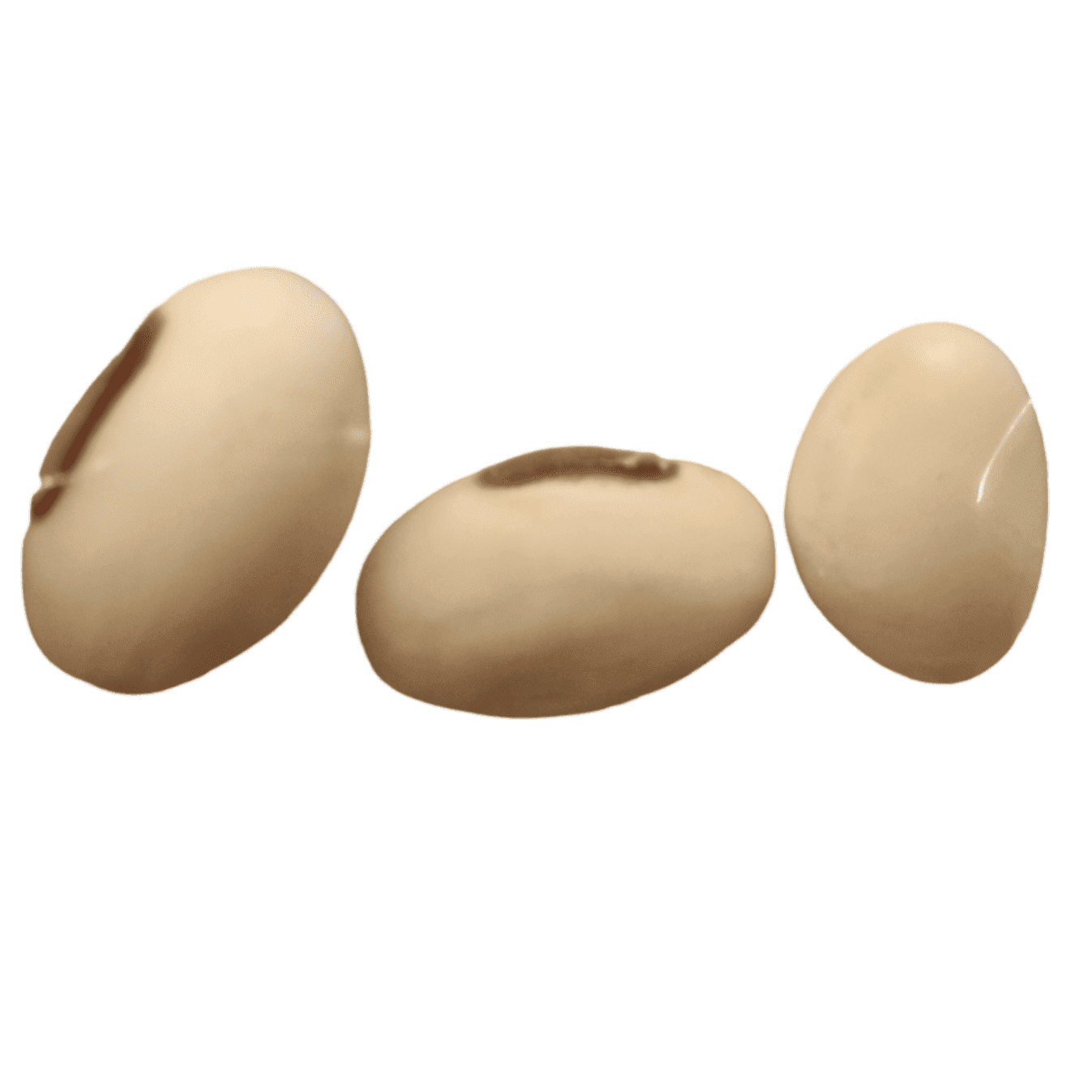 Organic Sword Beans Seeds - Open Pollinated