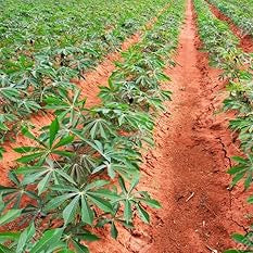 Tapioca Plant (Maravalli Kilangu) Live Plant.