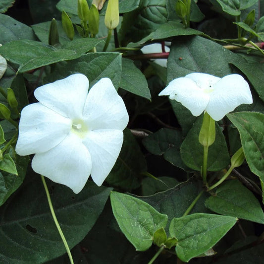 Thunbergia Fragrans All Time Flowering Live Plant