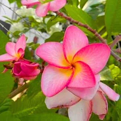 Thailand Plumeria (Frangipani) All Time Flowering Live Plant