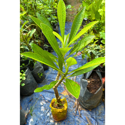 Thailand Plumeria (Frangipani) All Time Flowering Live Plant