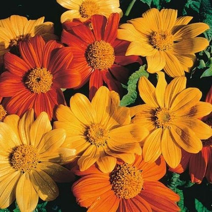 Tithonia Mix Seeds