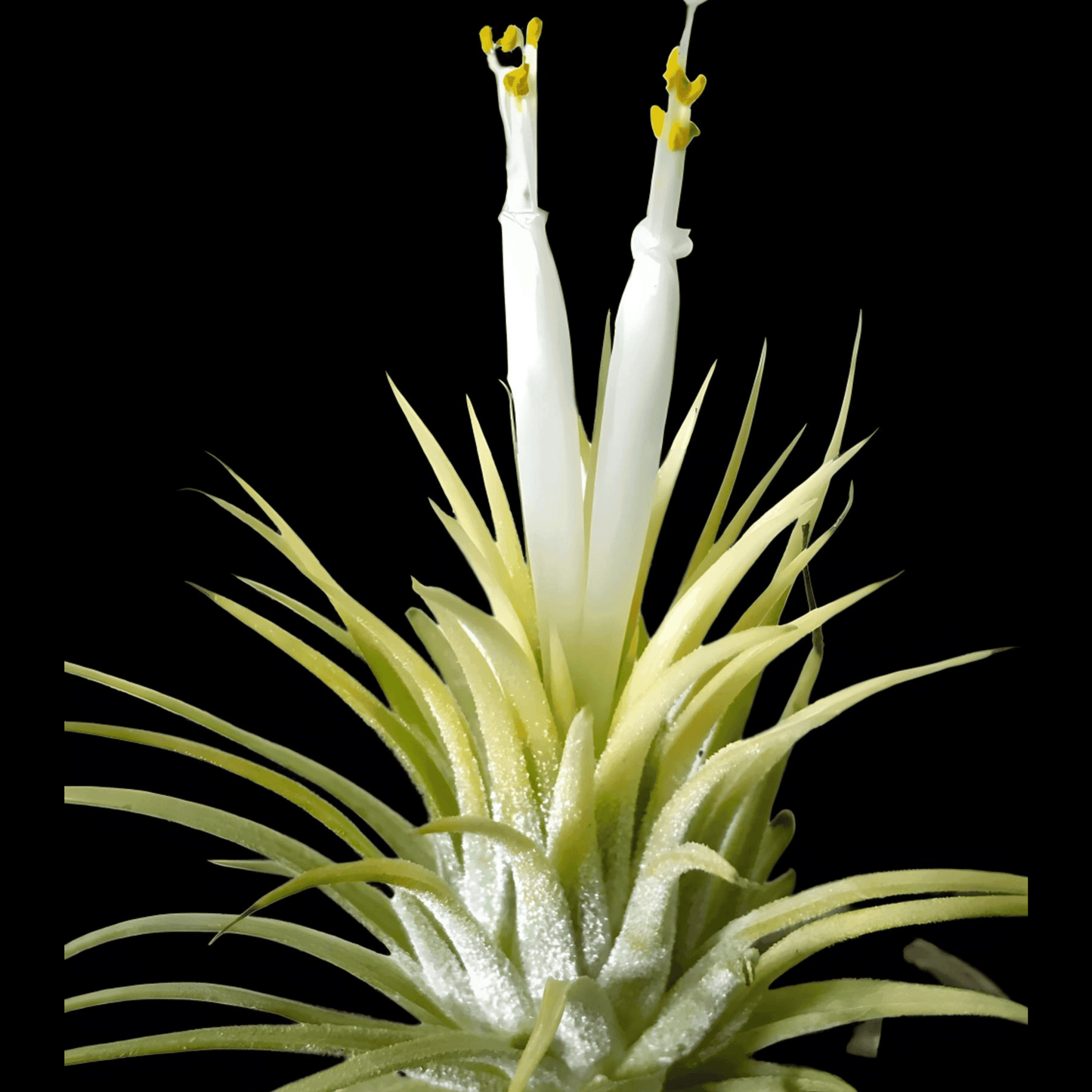 Tillandsia Druid White (Air Plant)