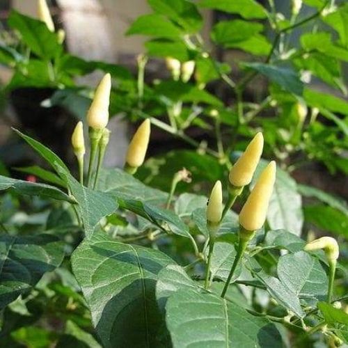 Organic White Bird’s Eye Chilli Seed - Open Pollinated
