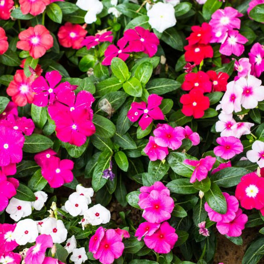 Vinca Magic Carpet Mix Seeds