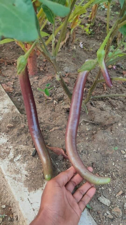 Organic Vengeri Brinjal Long Seeds - Open Pollinated
