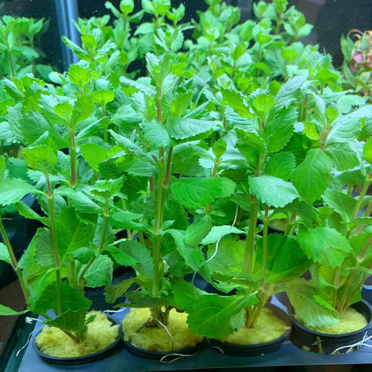 Water Wisteria (Hygrophila difformisa) Aquarium Live Plant