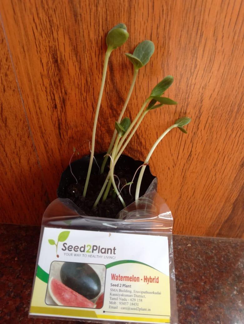 Organic Watermelon Seeds - तरबूज के बीज