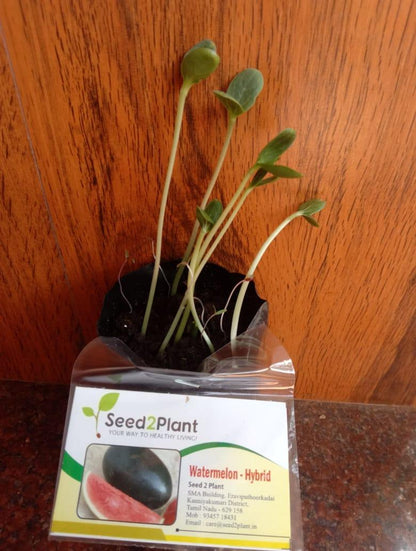 Organic Watermelon Seeds - तरबूज के बीज