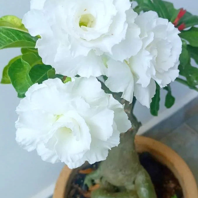 Desert Rose White (Adenium obesum) Flowering Live Plant