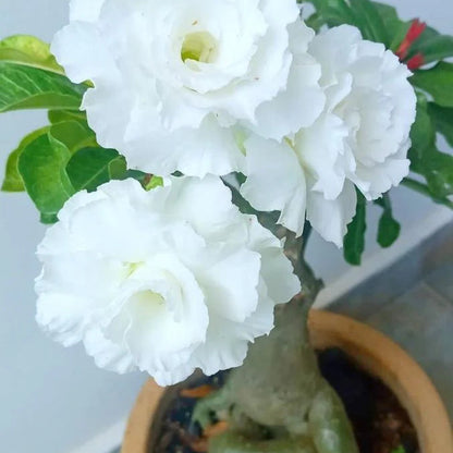 Desert Rose White (Adenium obesum) Flowering Live Plant