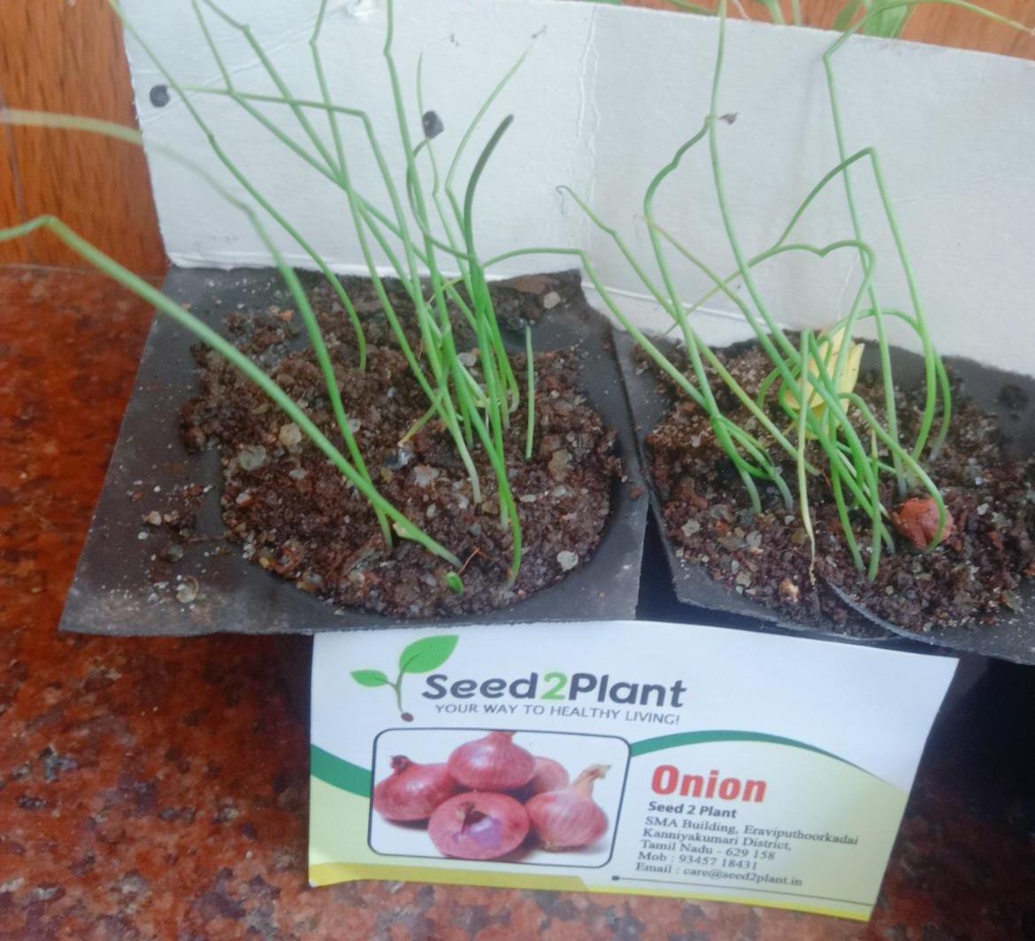 Organic Onion Seeds - Open Pollinated
