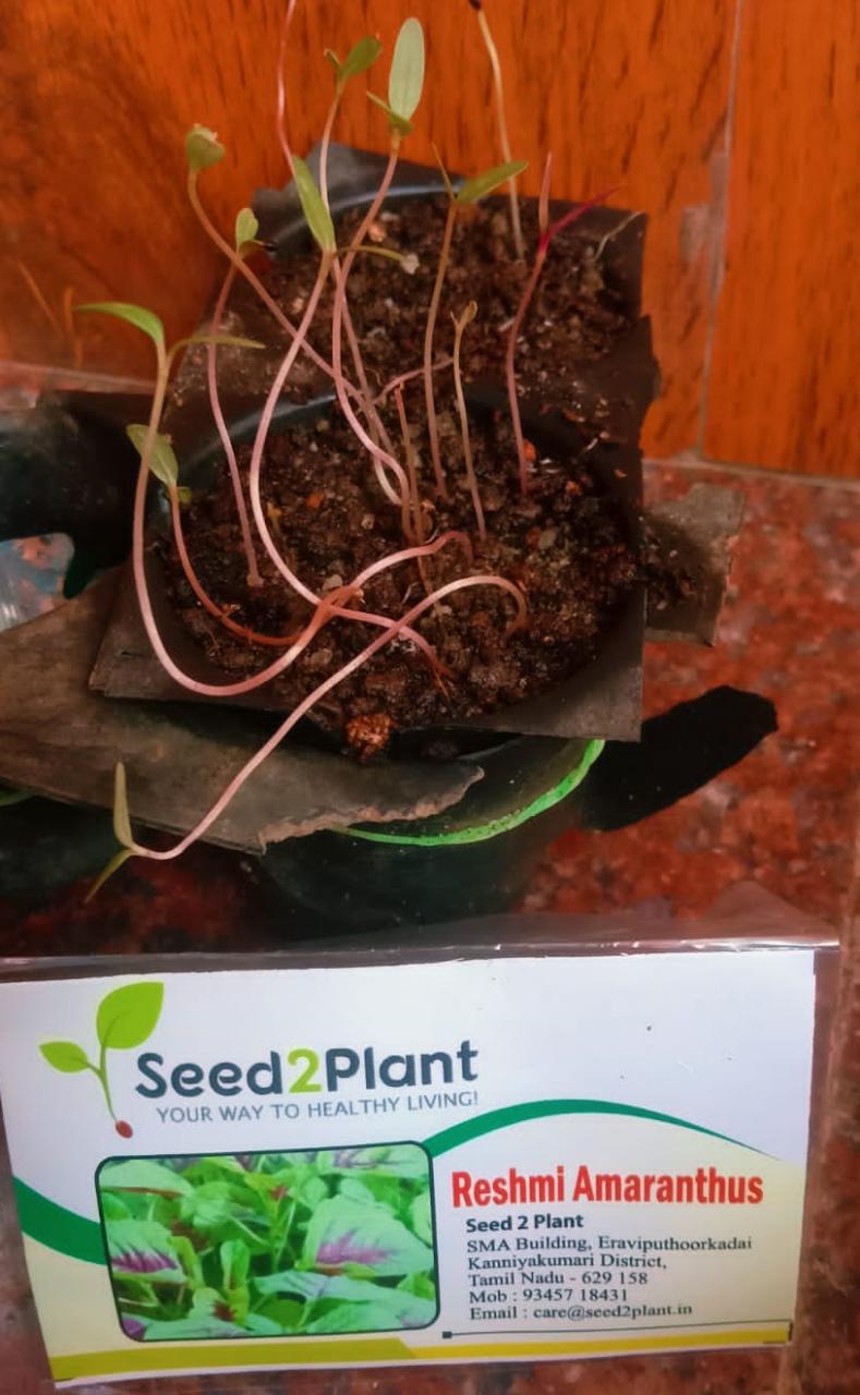 Organic Reshmi Amaranthus Seeds - Open Pollinated